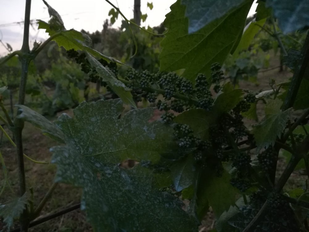 Fattoria La Cinta, Il vigneto