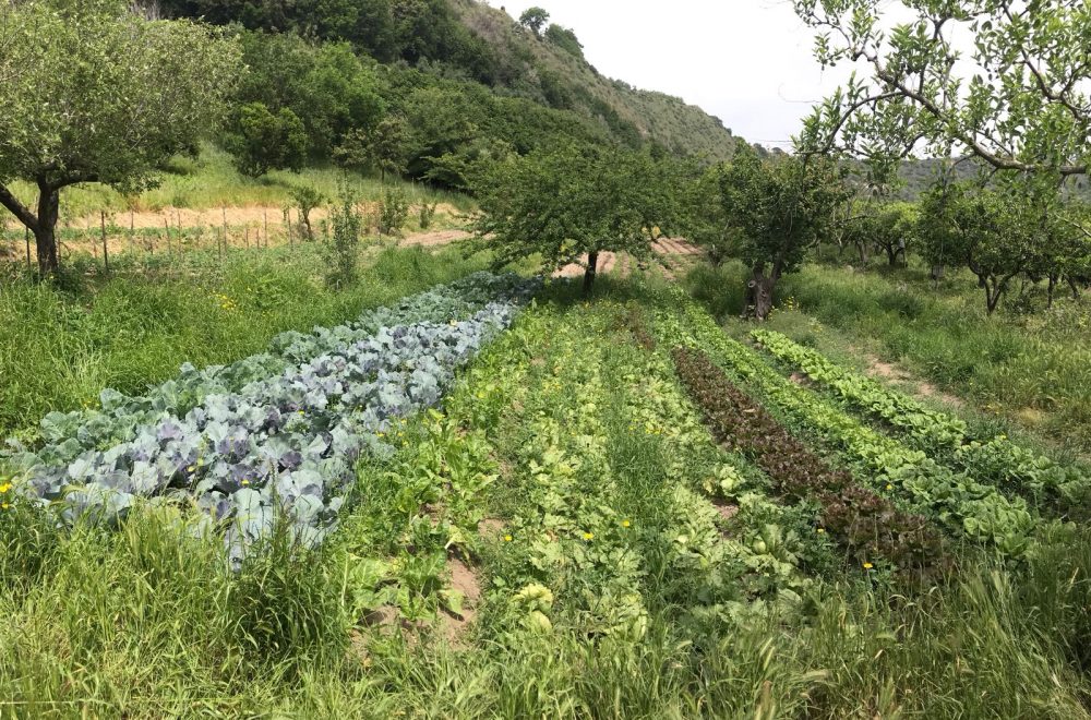 L’Insalata Bacolese, giunta quasi alla fine del suo ciclo vegetativo