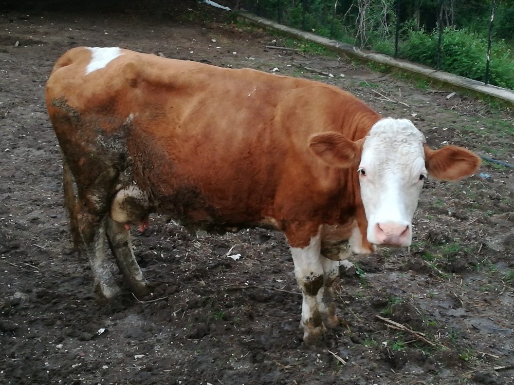 Fattoria La Cinta, La mucca