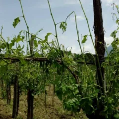 Gli effetti della grandine