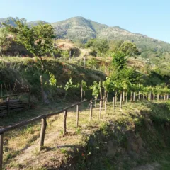 Le viti del Monte Somma