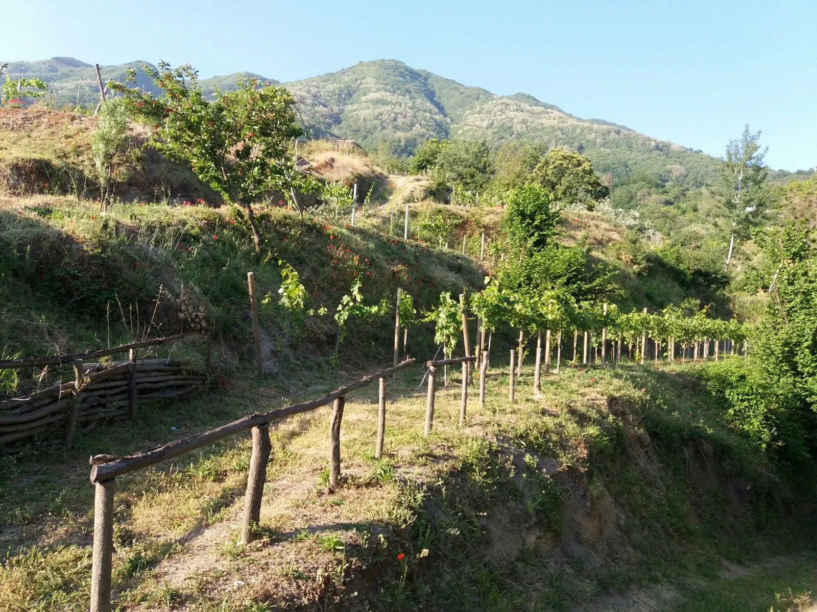 Le viti del Monte Somma