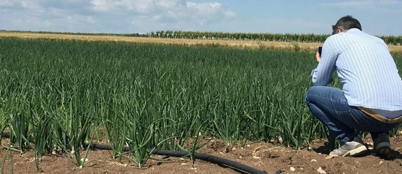 Nicola Barbato sui campi di cipolla