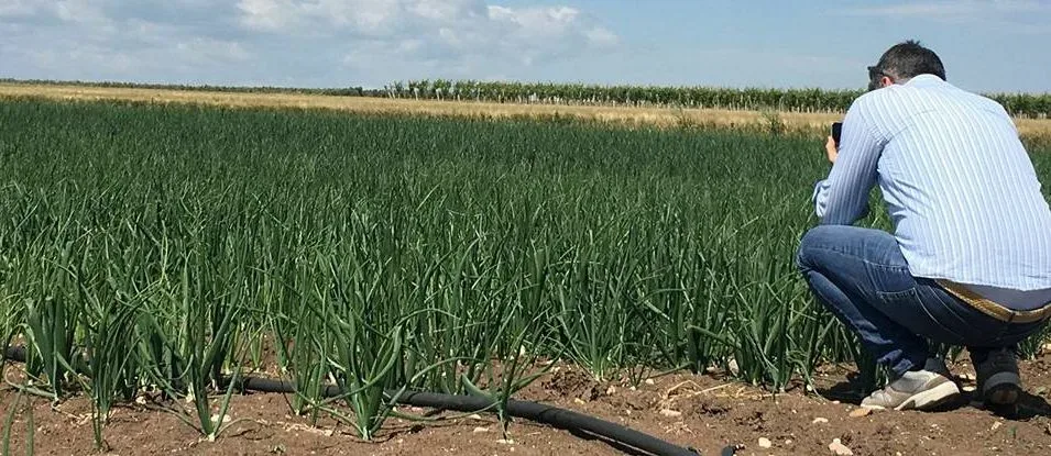 Nicola Barbato sui campi di cipolla