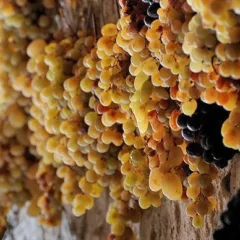 Ci vuole tempo per lo sciacchetra'