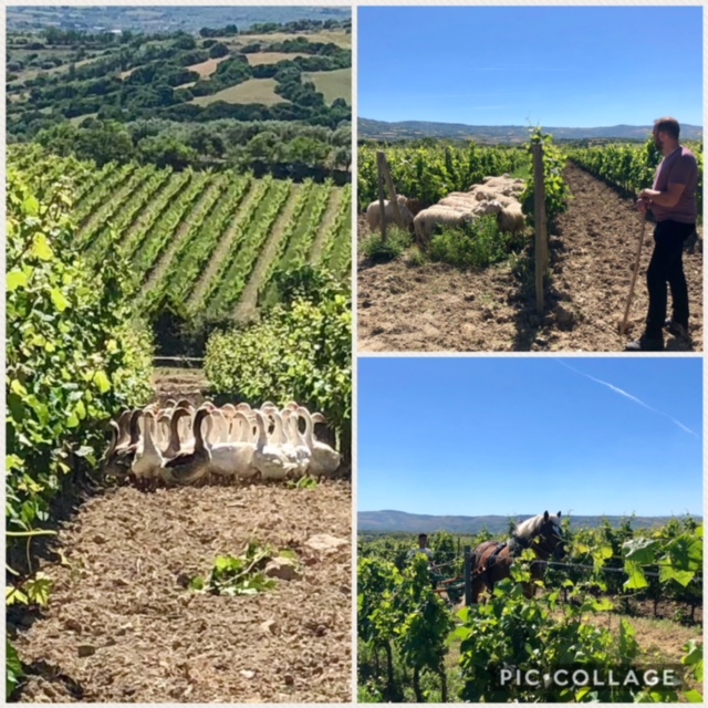 Oche, pecore e cavalli aiutano nel lavoro in vigna