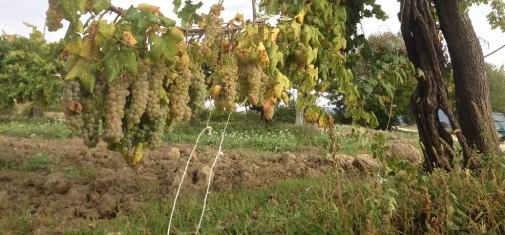 Piantana di Spoletino - Foto di Giampiero Bea