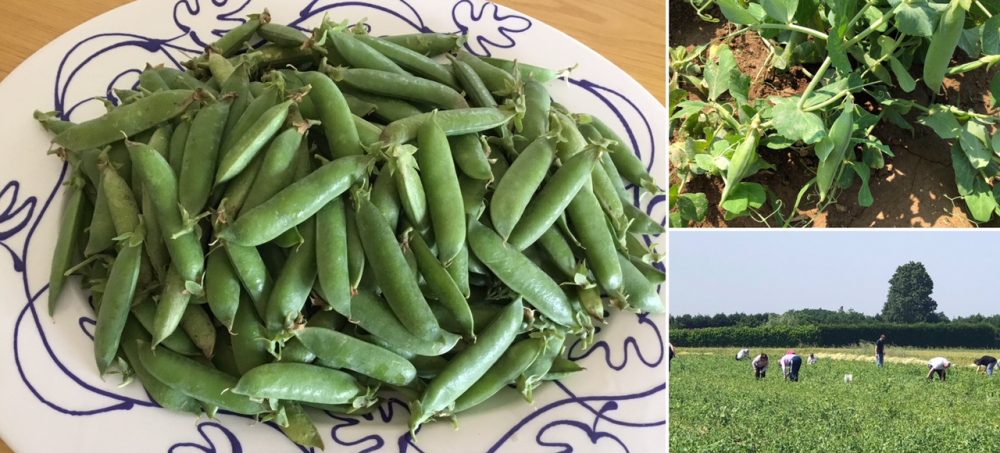 Appena colti, dal campo, la raccolta