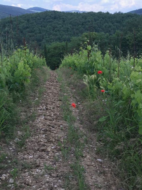 Zone del del Chianti Classico