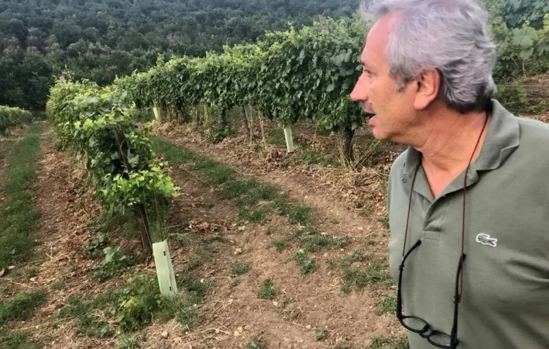 Luigi Moio Tenuto Giallo d'Arles