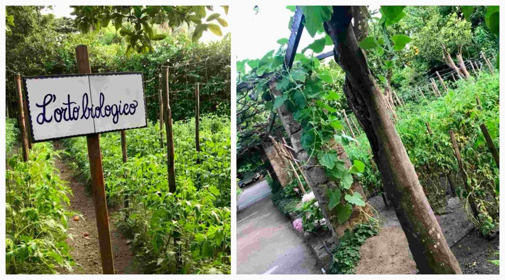 Coku al Cocumella di Sant’Agnello, l'orto biologico