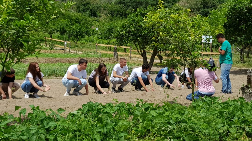 Intenti a piantare semi di pomodoro cannellino dei Campi Flegrei