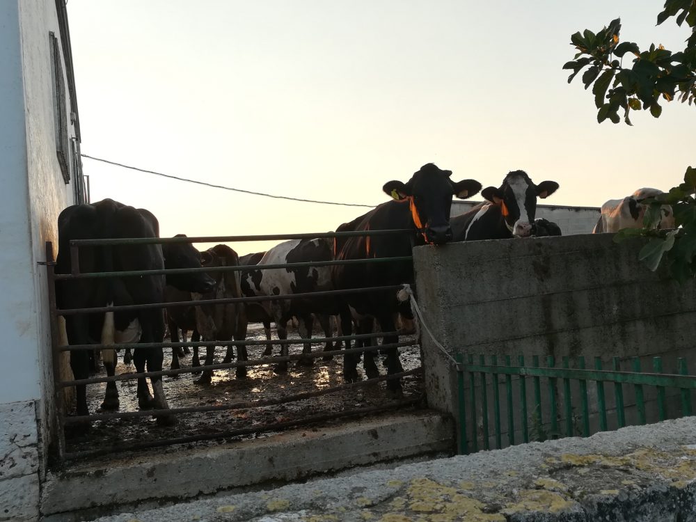  Masseria Don Gianvito - Le mucche al tramonto