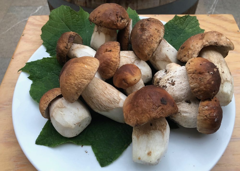 Trattoria Visconti, i funghi appena raccolti da Giorgio