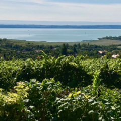 I vini Ungheresi del Lago Balaton