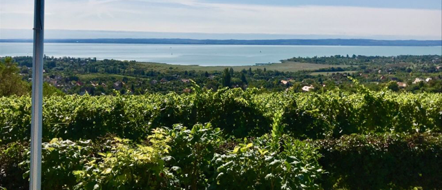 I vini Ungheresi del Lago Balaton