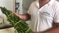 Adolfo Valiante, Cicco De Buono. La confezione finale di mozzarella nella mortella