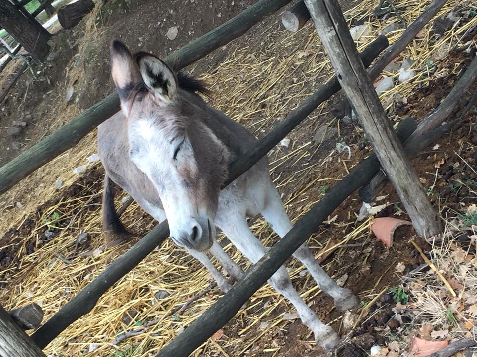 I Moresani, l'asinello che da il benvenuto
