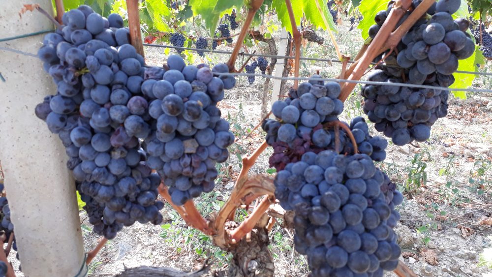 Sangiovese a Montecucco