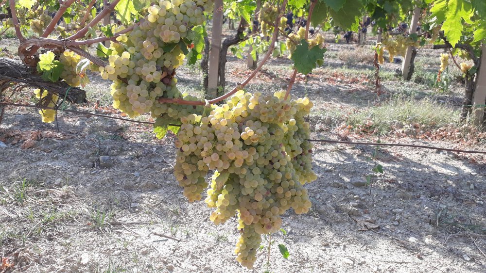 Trebbiano favoloso