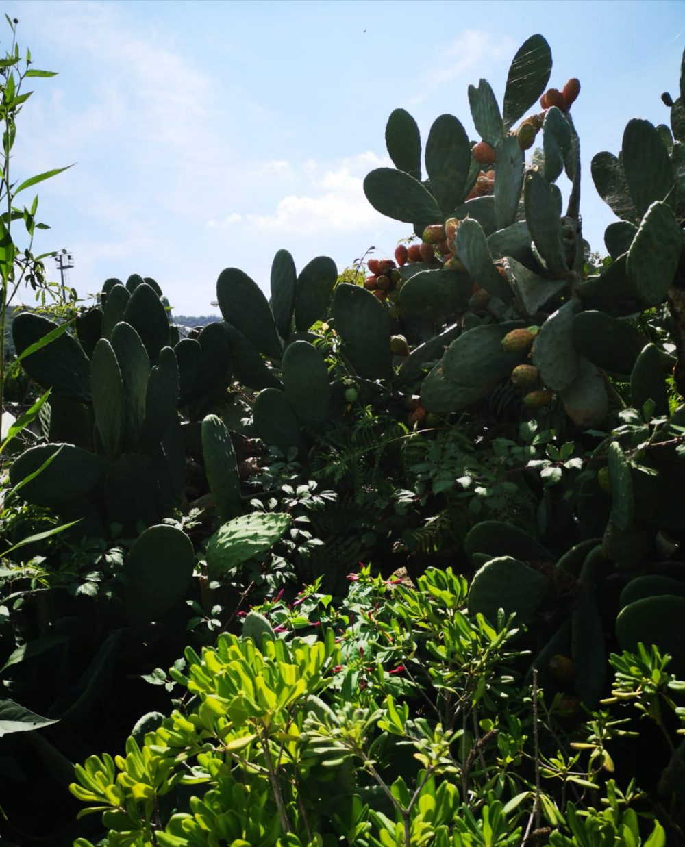 Castel Morrone - Fichi d’india