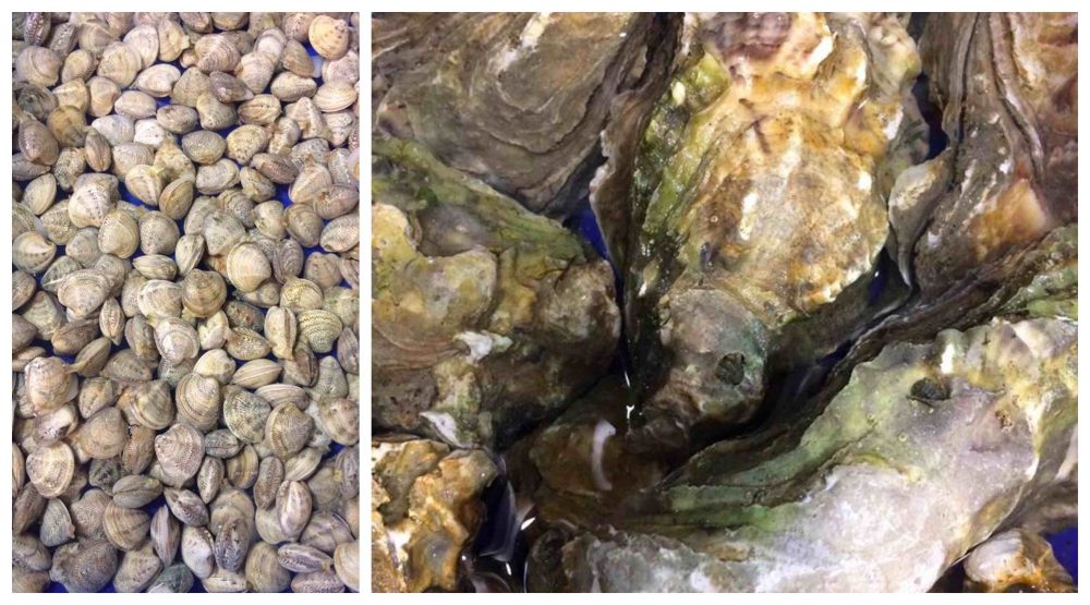 Il mare di Terracina - vongole e ostriche