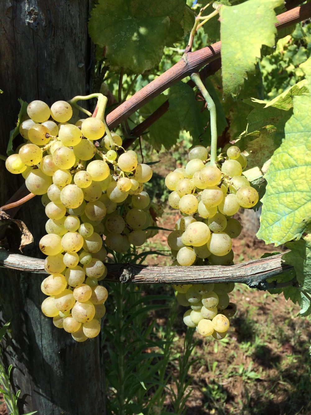 Azienda Agricola Il Verro - Uva Coda di pecora