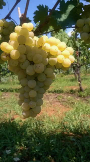 Azienda Agricola Il Verro - Vitigno Coda di pecora