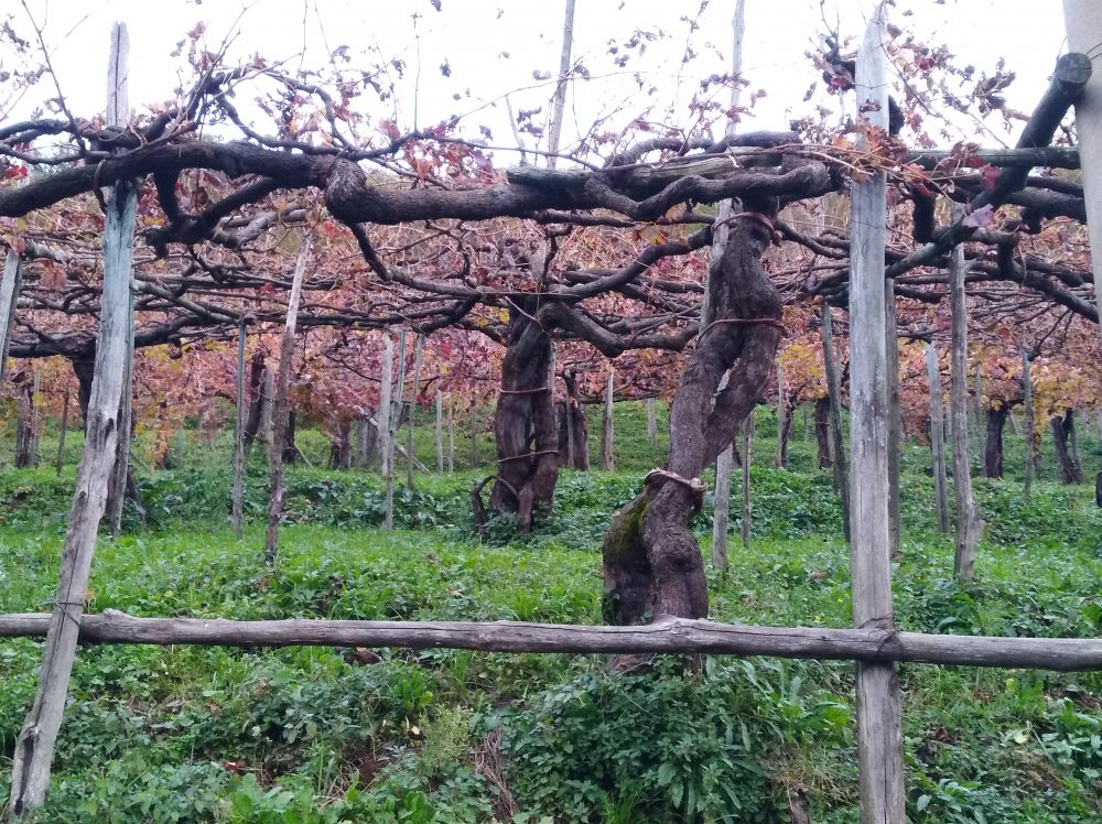 Azienda Giuseppe Apicella Vigna a Piedefranco