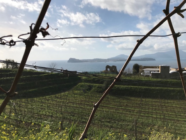 Cantine del Mare - Vigna