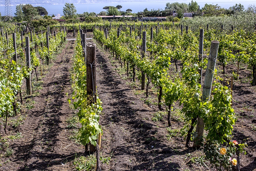 Cantine del Vesuvio