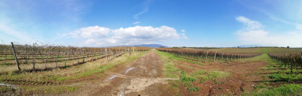 I vigneti di Omina Romana