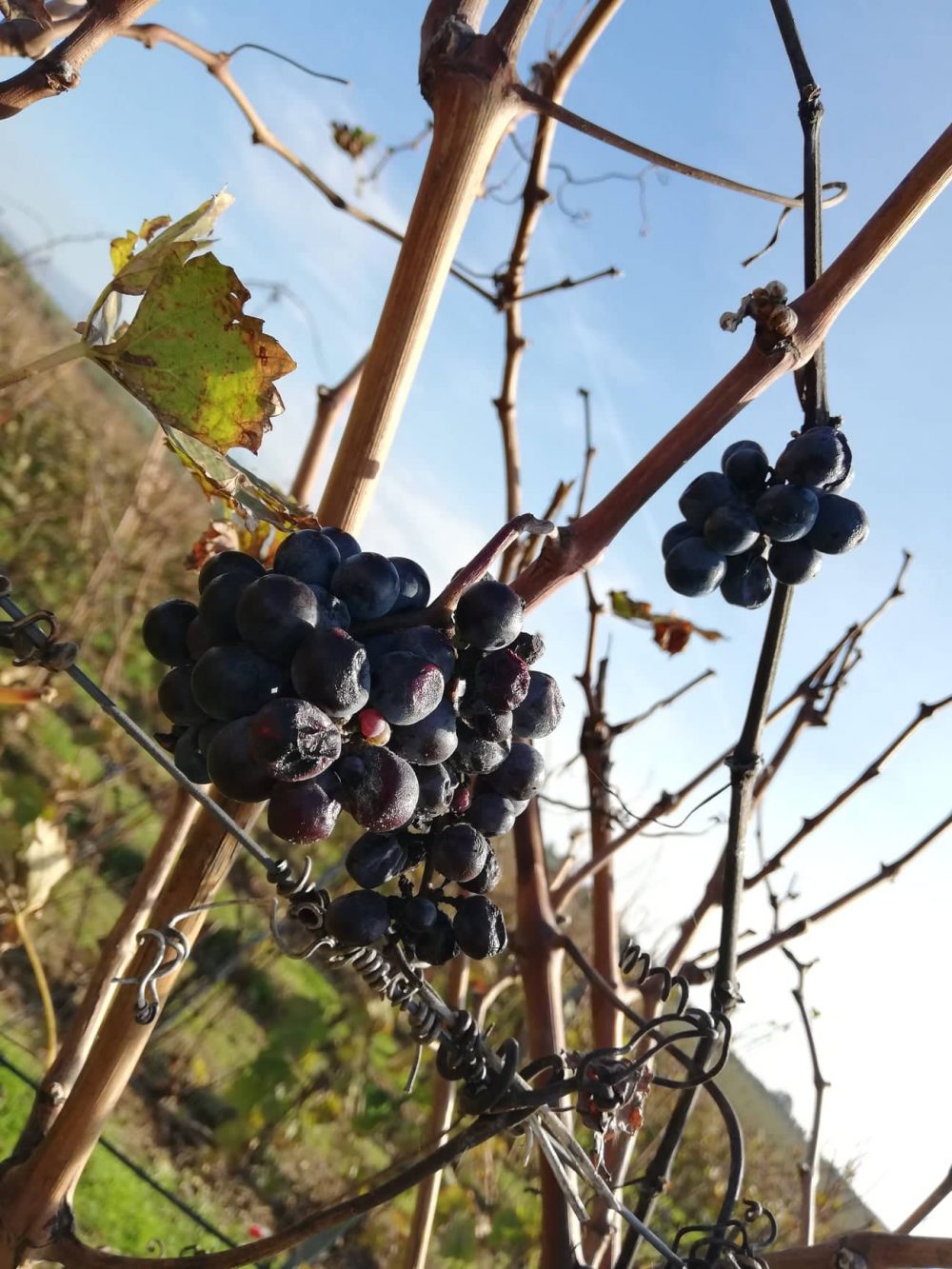 Omina Romana - Particolare in vigna