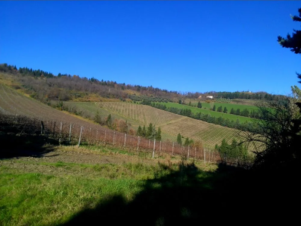 Noelia Ricci vitigni foto - www.21grammy.com