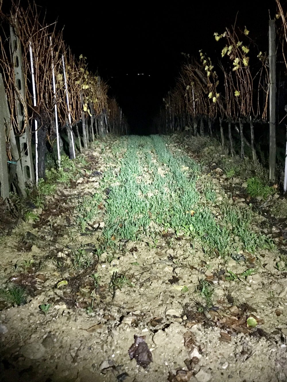 Chianti Classico Solatione