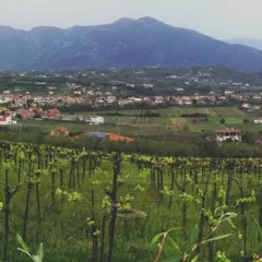 Castelvenere/Sannio, panorama