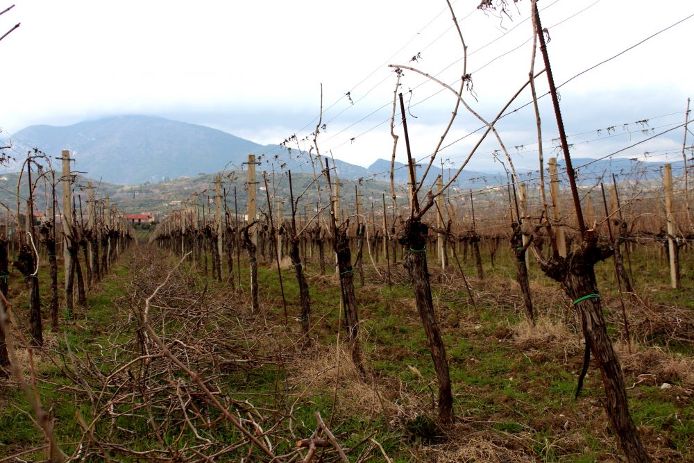 Cantina Castelle vigneto di Falanghina