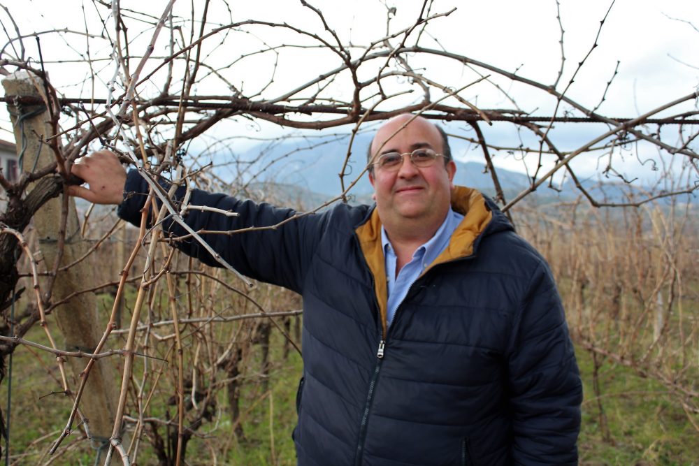 Cantina Castelle –Raffaele Assini in vigna