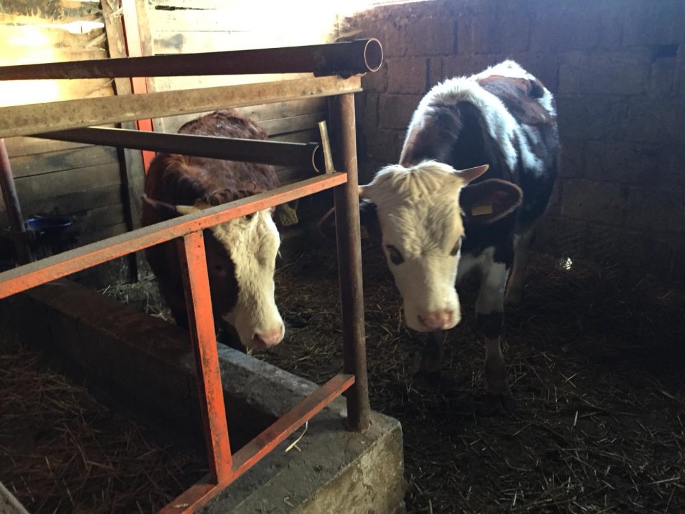 L’Incartata - mucche