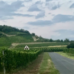 Sepzy la vera essenza del Tokaji