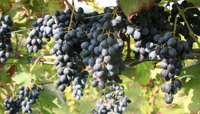 Castelvenere (Sannio) - Domani il 'Camaiola Day' per ridare futuro ad un  antico vitigno - Luciano Pignataro Wine Blog