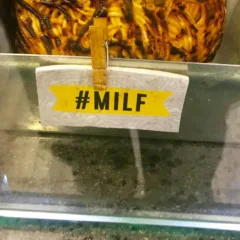 Frittate di pasta - Milf