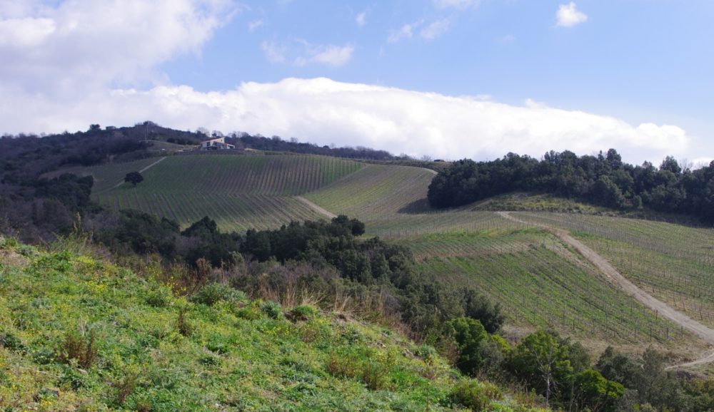 Vigneti del Cilento