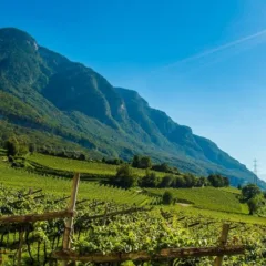 Vigne delle Dolomiti