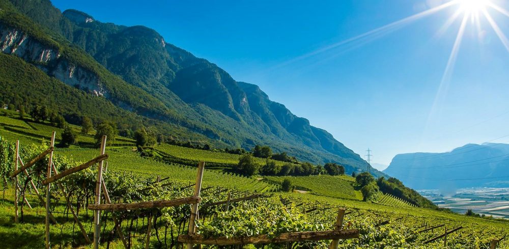 Vigne delle Dolomiti