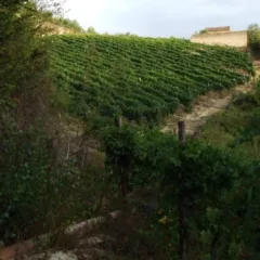 Cantine Dell’Angelo