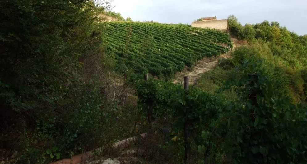 Cantine Dell’Angelo