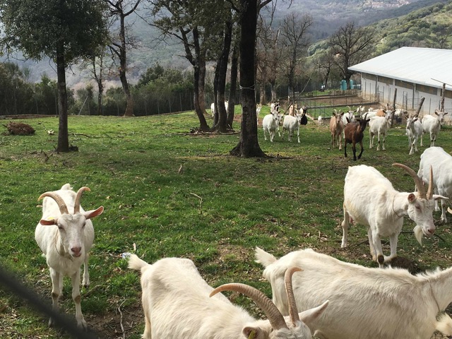 Al Gelso Bianco - Le capre