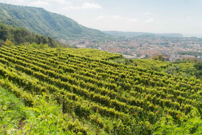 Cantine Astroni, le vigne di Piedirosso