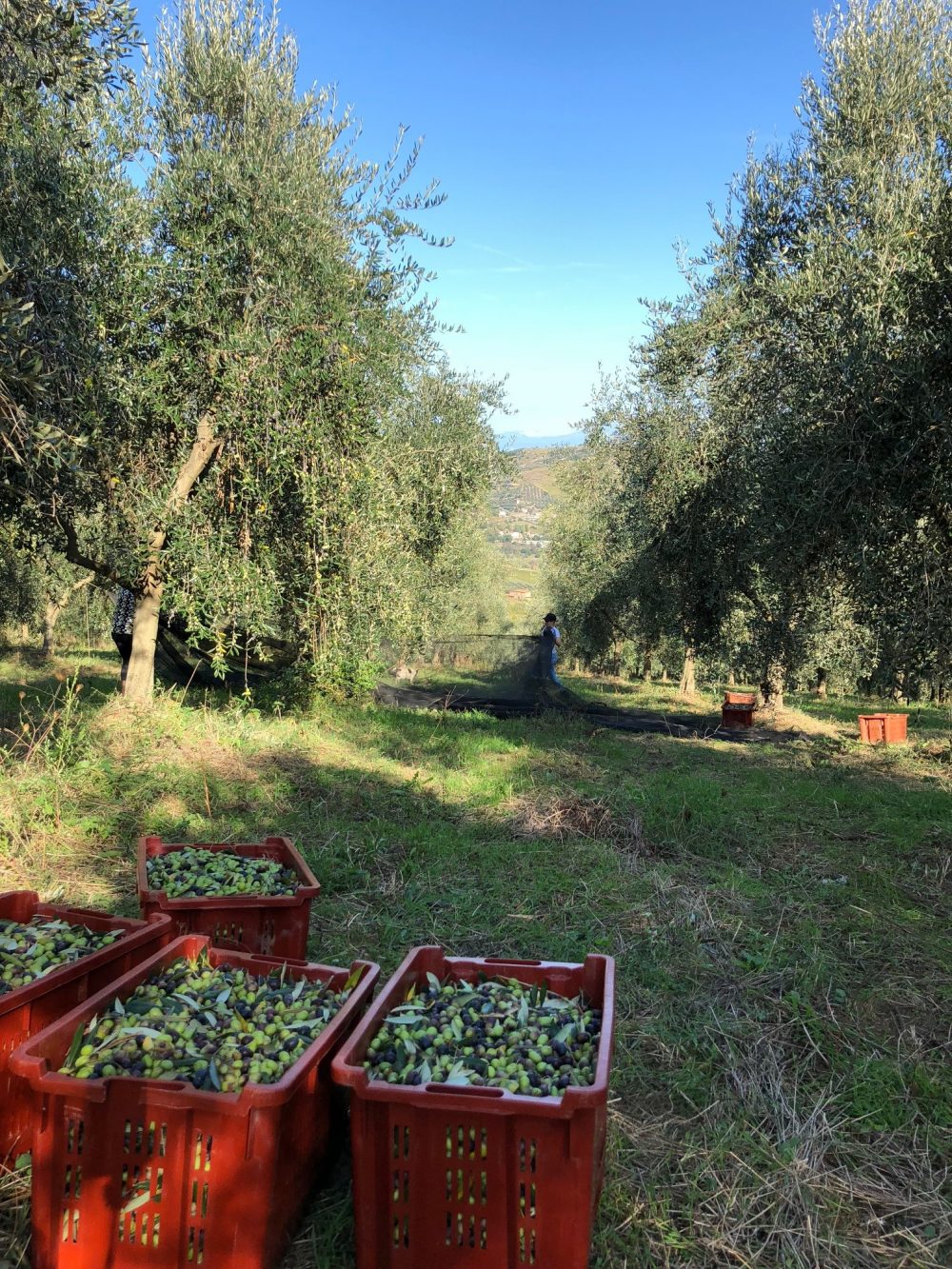 Olivi dell'azienda Agricola Piero Matarazzo